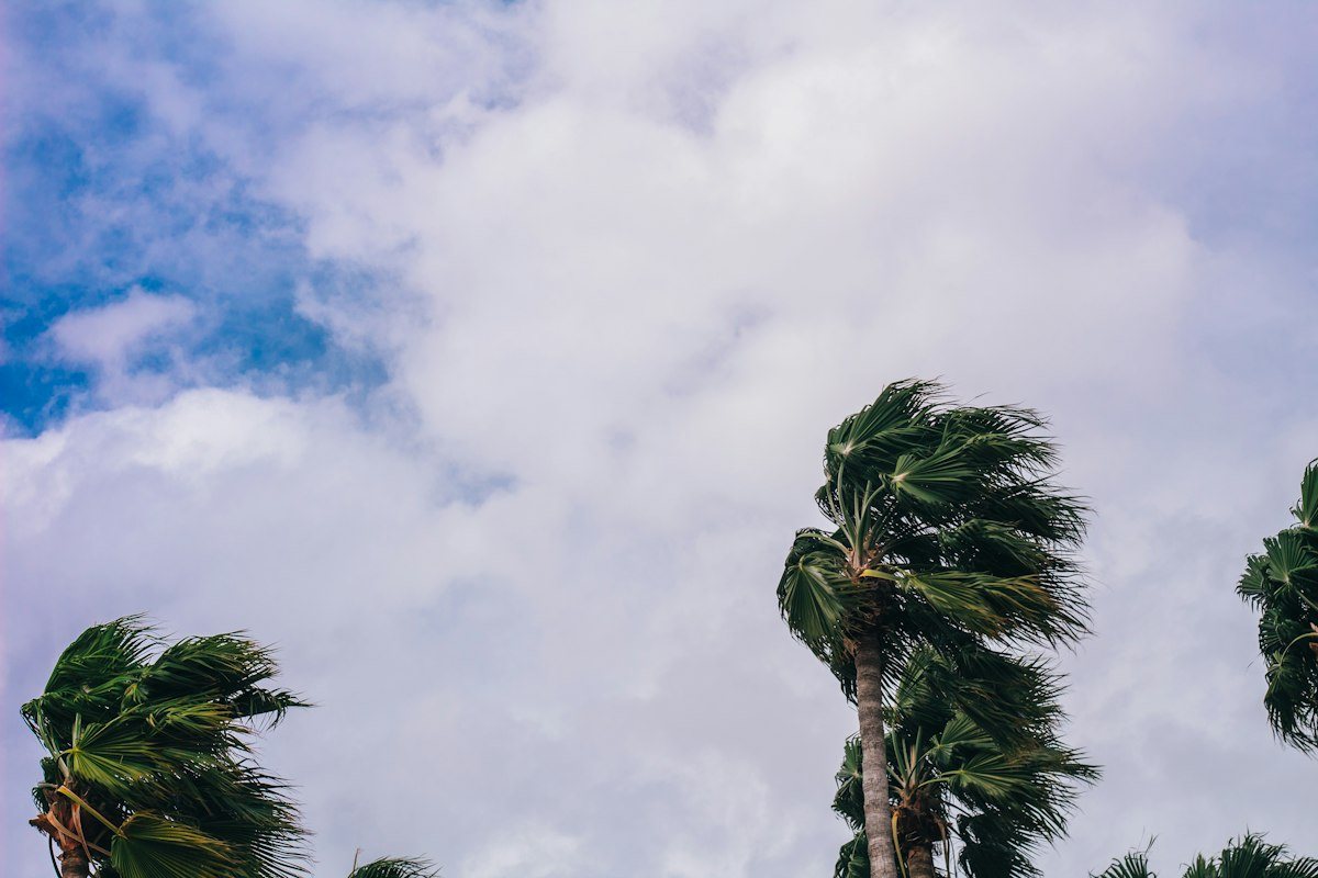 Palm trees bending in strong wind under a cloudy sky